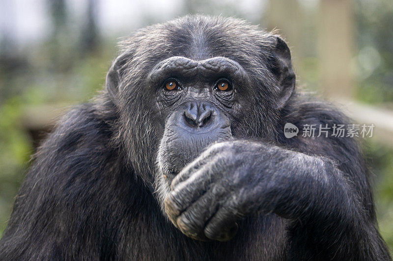黑猩猩特写(Pan Troglodytes)